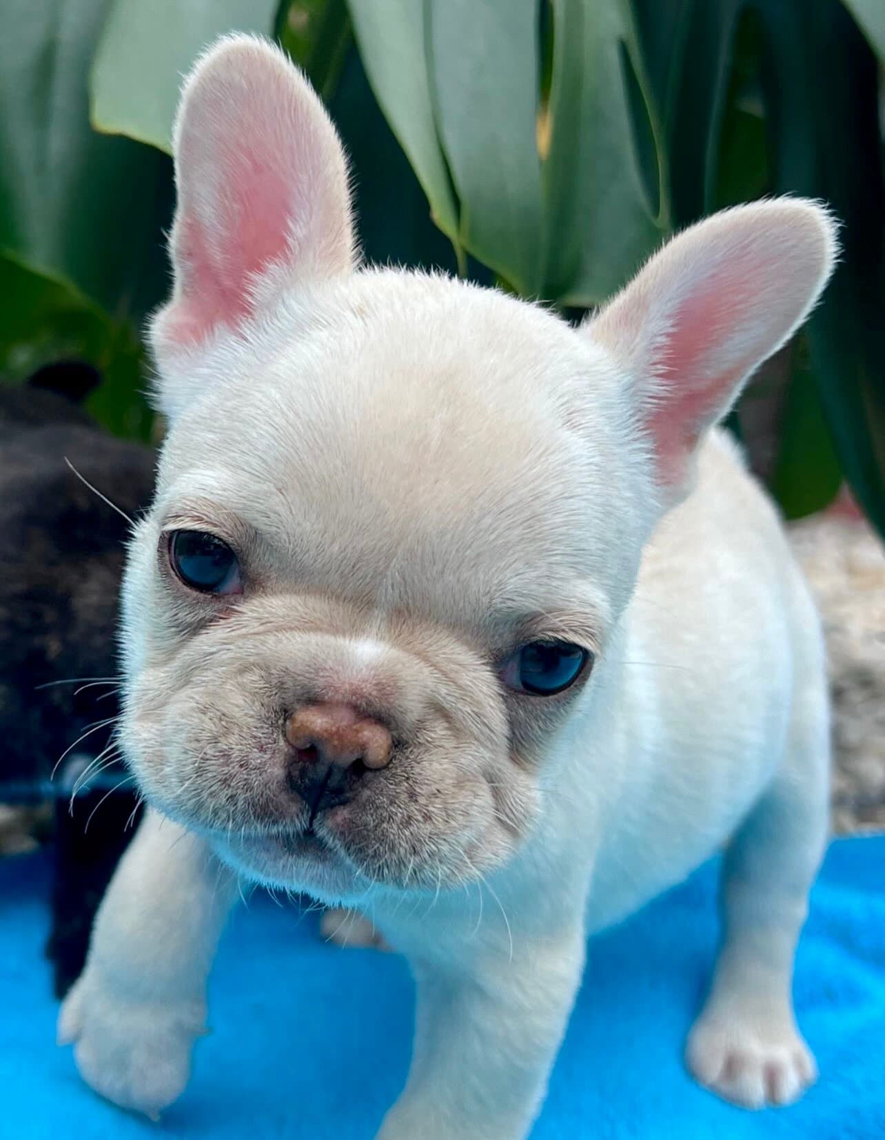 Criadero Bulldog frances Medellin