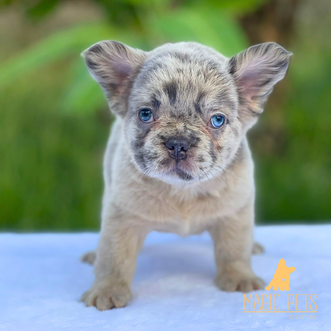 ¿ Cuanto cuesta un Bulldog Frances en Medellin Cali Bogota Colombia ?