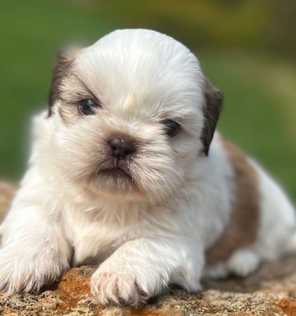 shih tzu mini toy