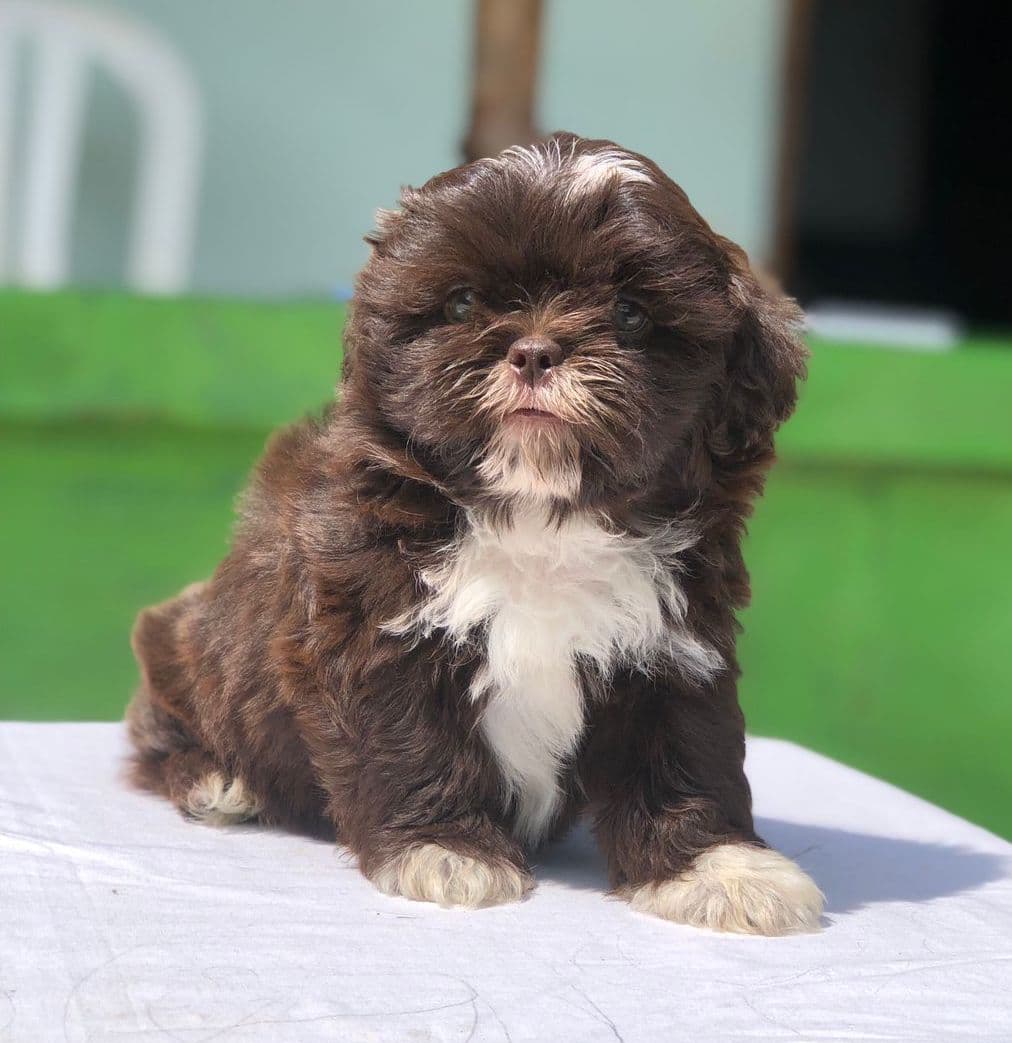 Shih Tzu Chocolate