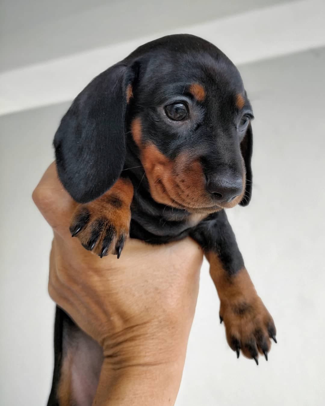CRIADERO TECKEL MINIATURA PERRO SALCHICHA