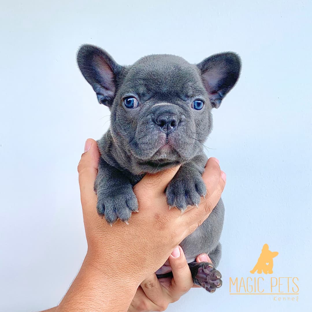 Bulldog frances Blue gris ojos azules