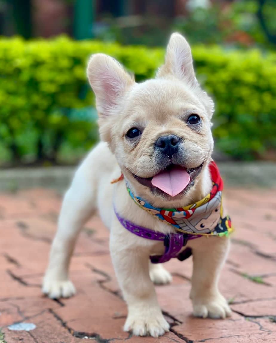 Bulldog Francés precio
