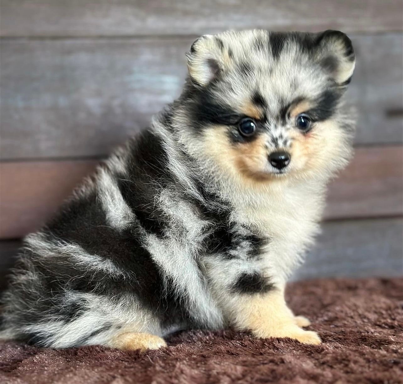 pomerania cara de oso merle exotico mini boo