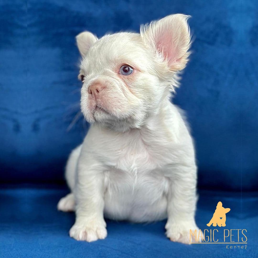 Bulldog Francés Fluffy Medellin