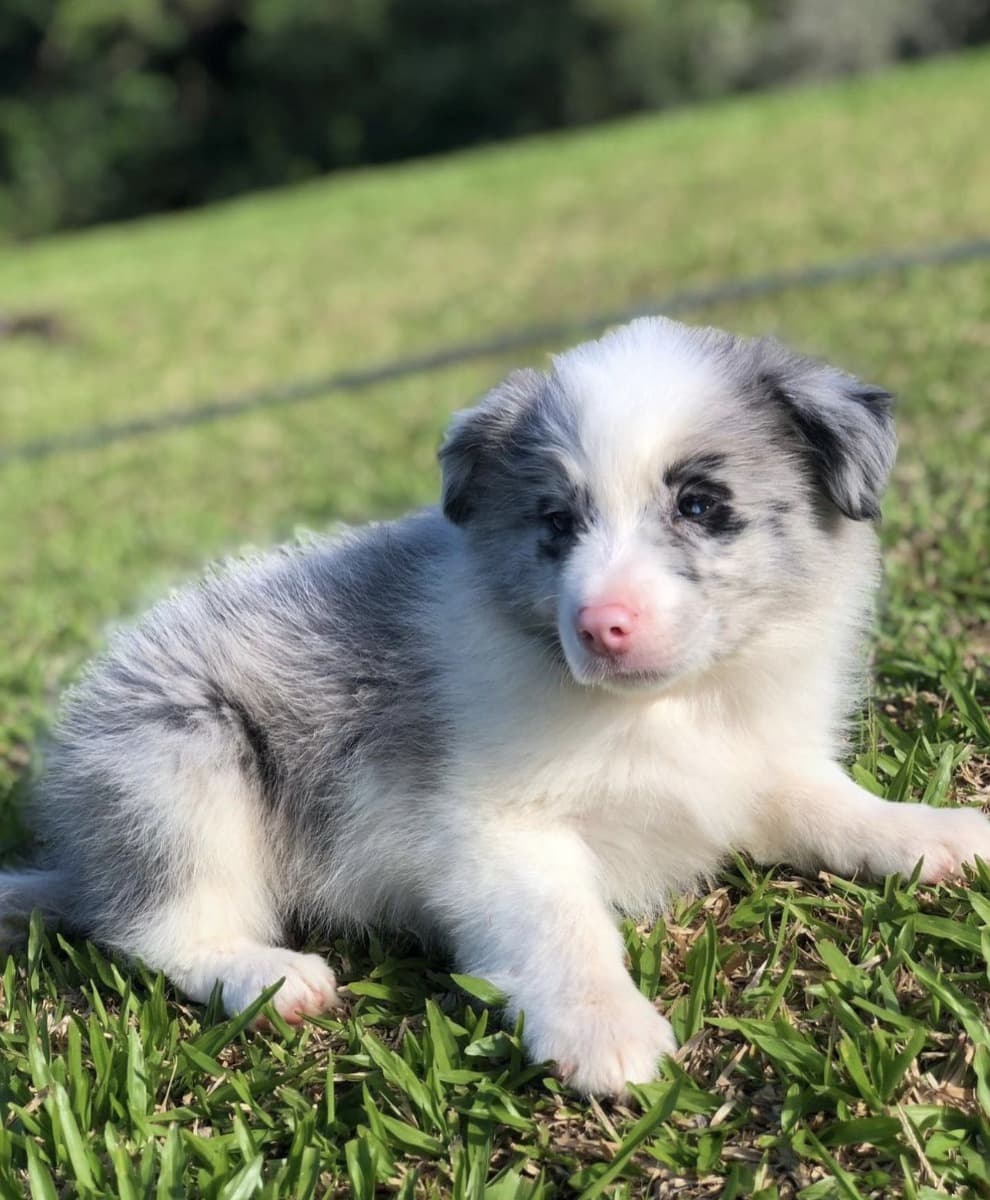 border collie negro - red - cafe