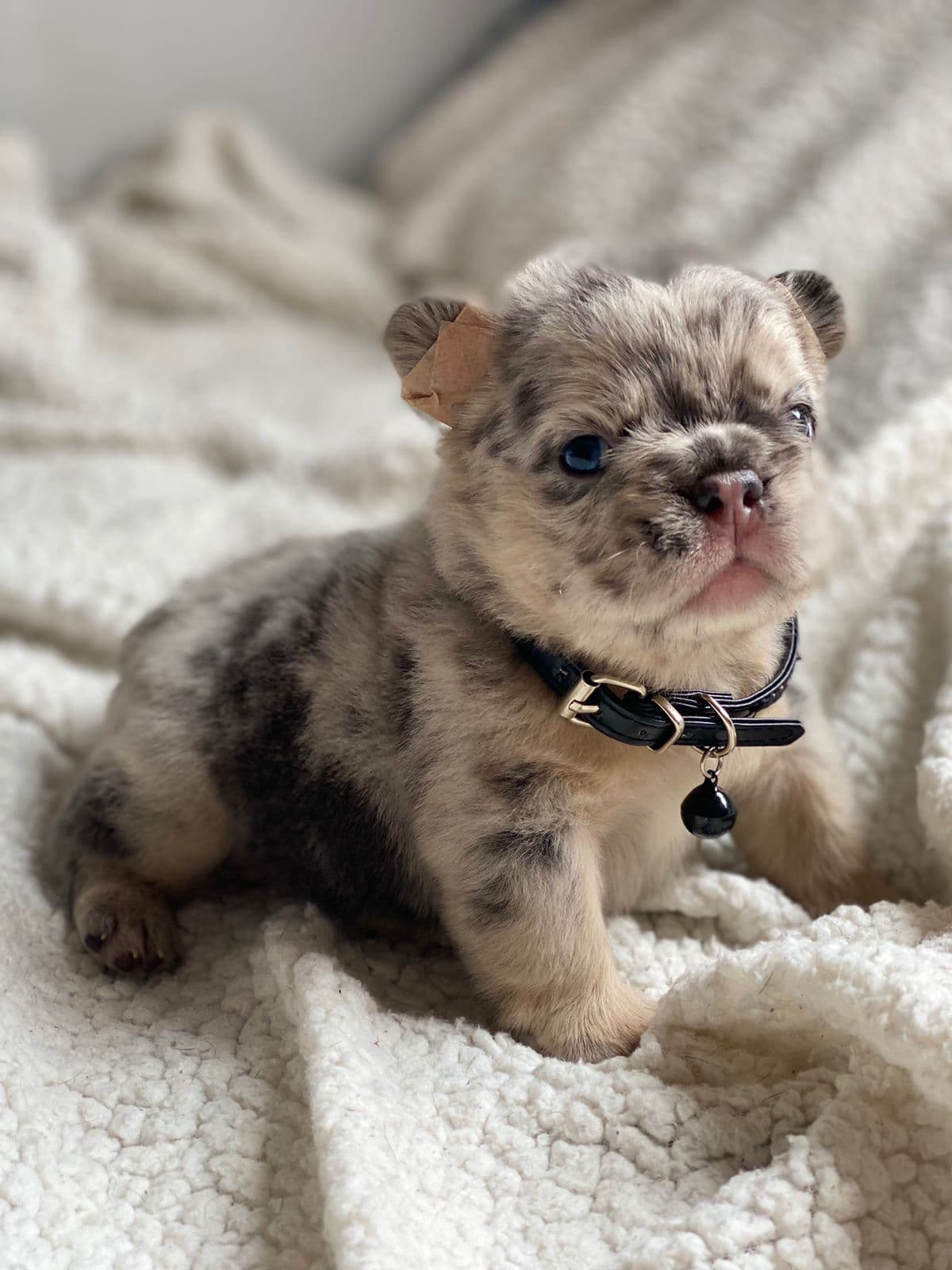 BULLDOG FRANCES FLUFFY MERLE EXOTICO PRECIO COLOMBIA