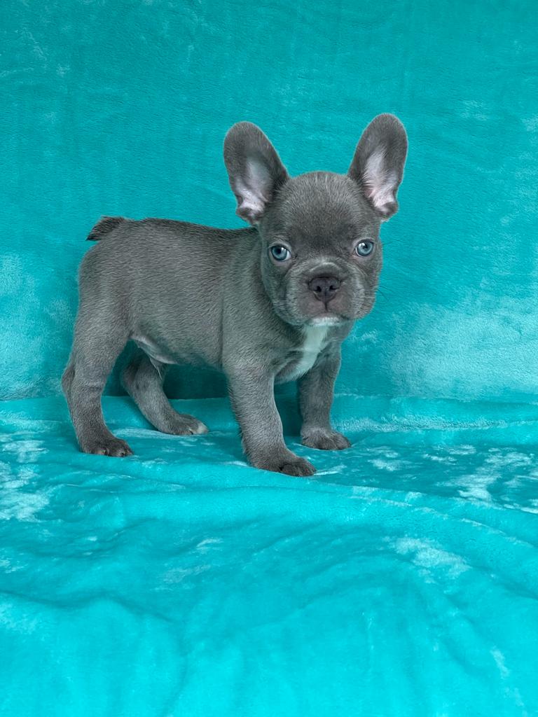 Venta Bulldog Frances Medellín