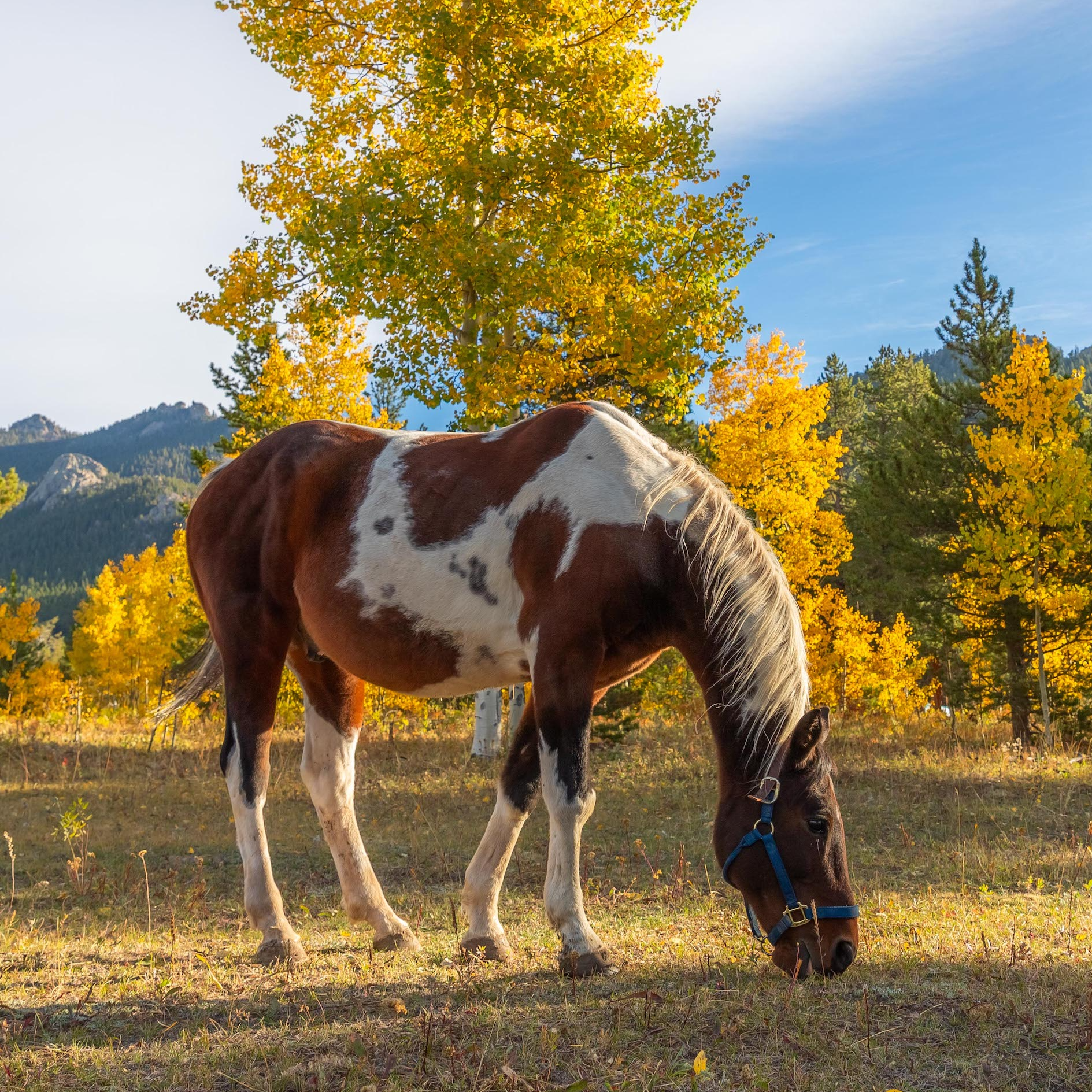 horse grazing in nature