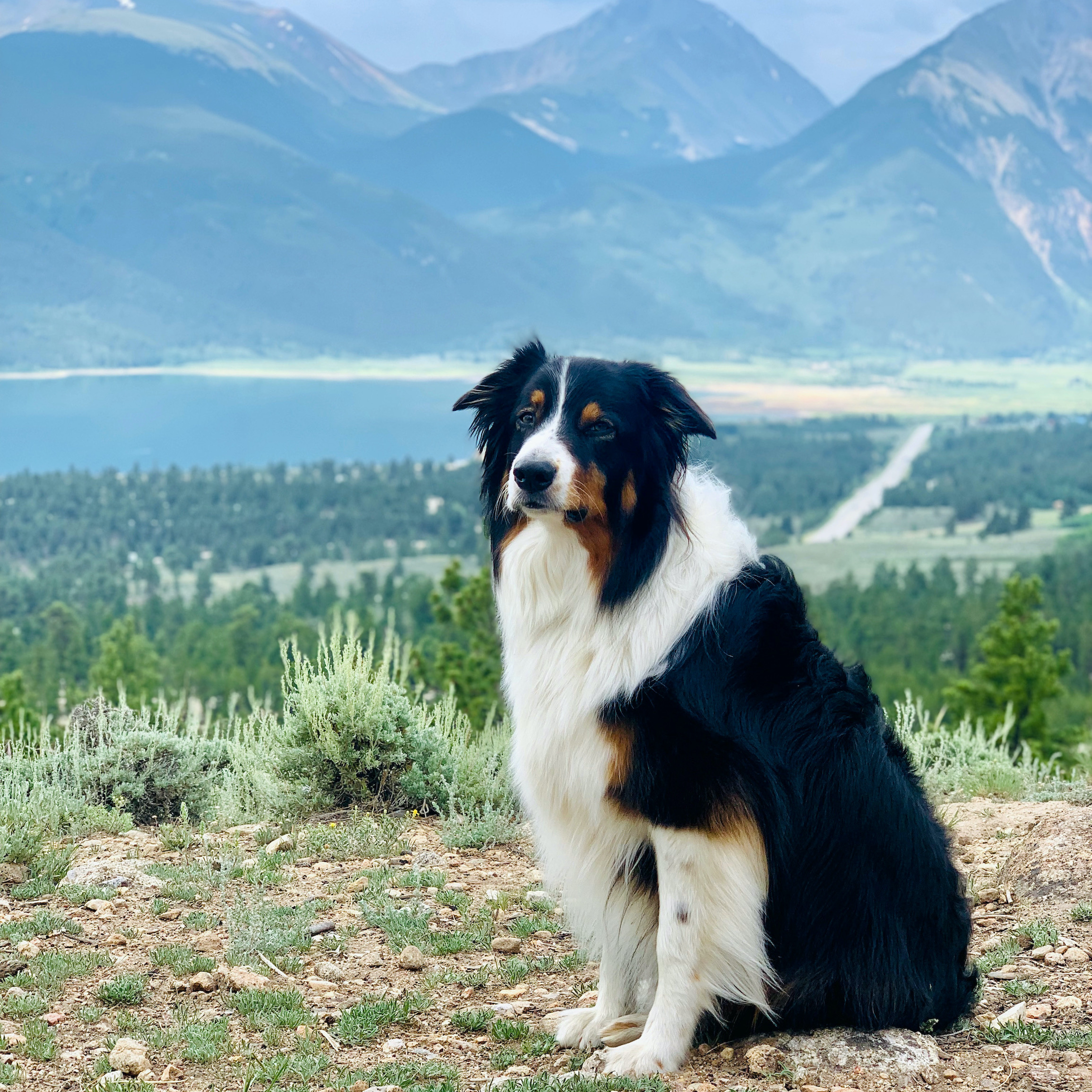 australian shepherd maia colorado