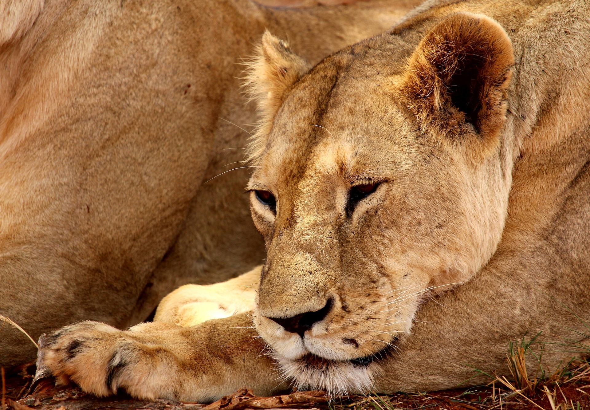 Beautiful lioness on Digital Nomad Visit