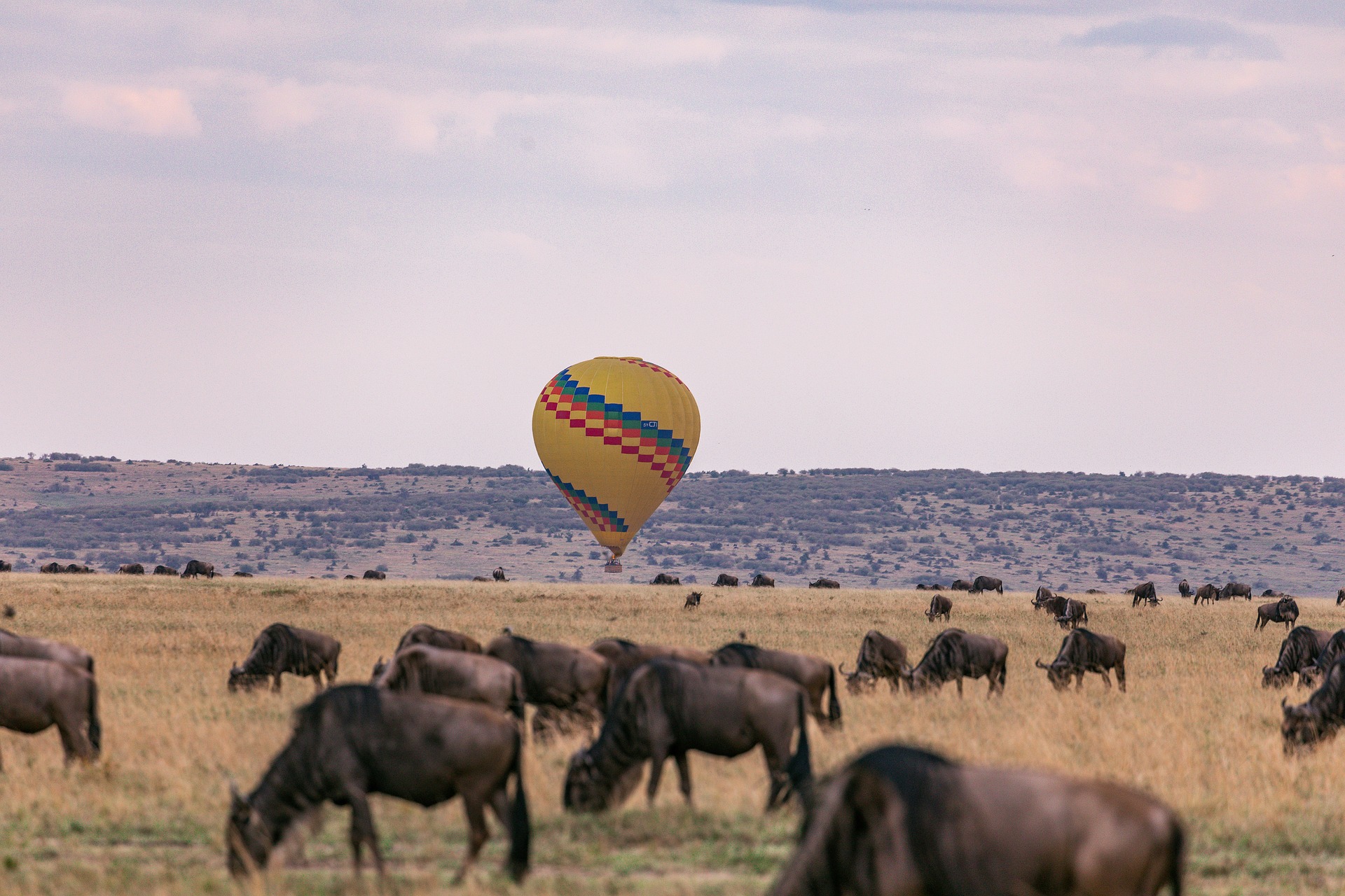 Digital Nomads can also go on safari and not lose internet
