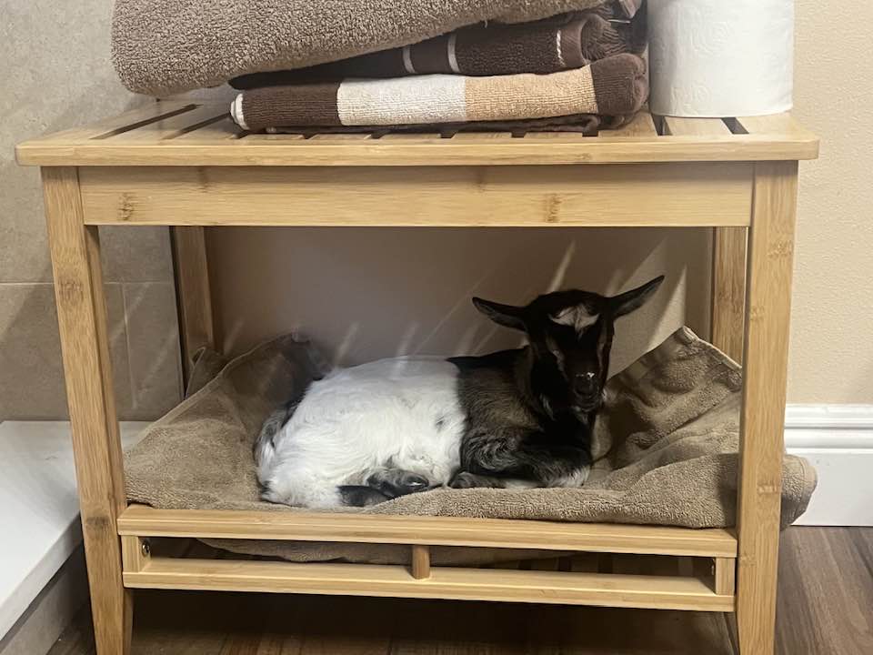 Old Goat Trouble