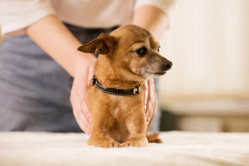 dog receiving reiki