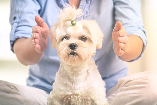 dog receiving reiki