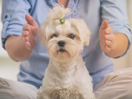 Reiki for animals