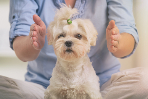 Reiki for animals