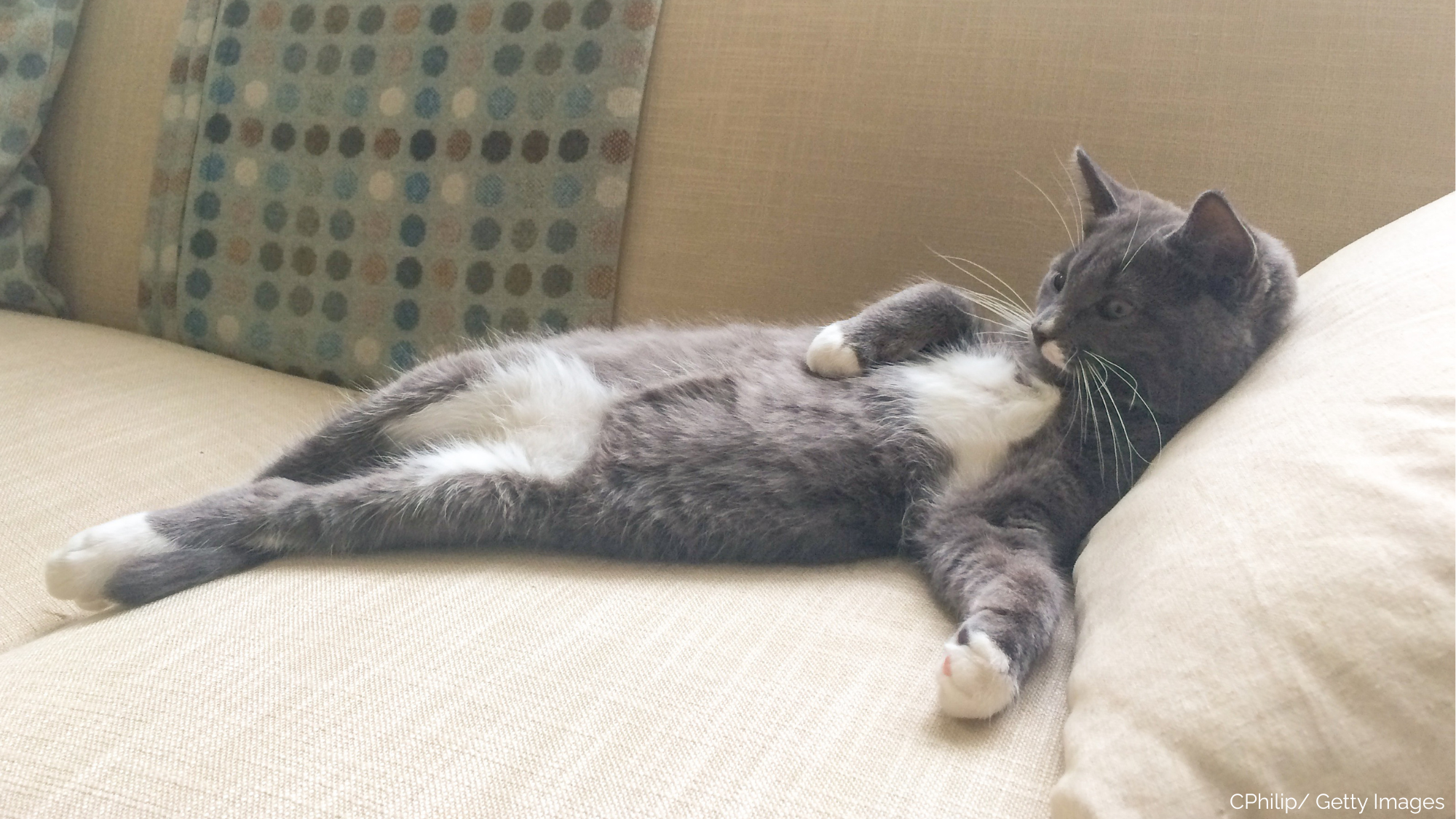 Are Two Cats Really Better Than One?