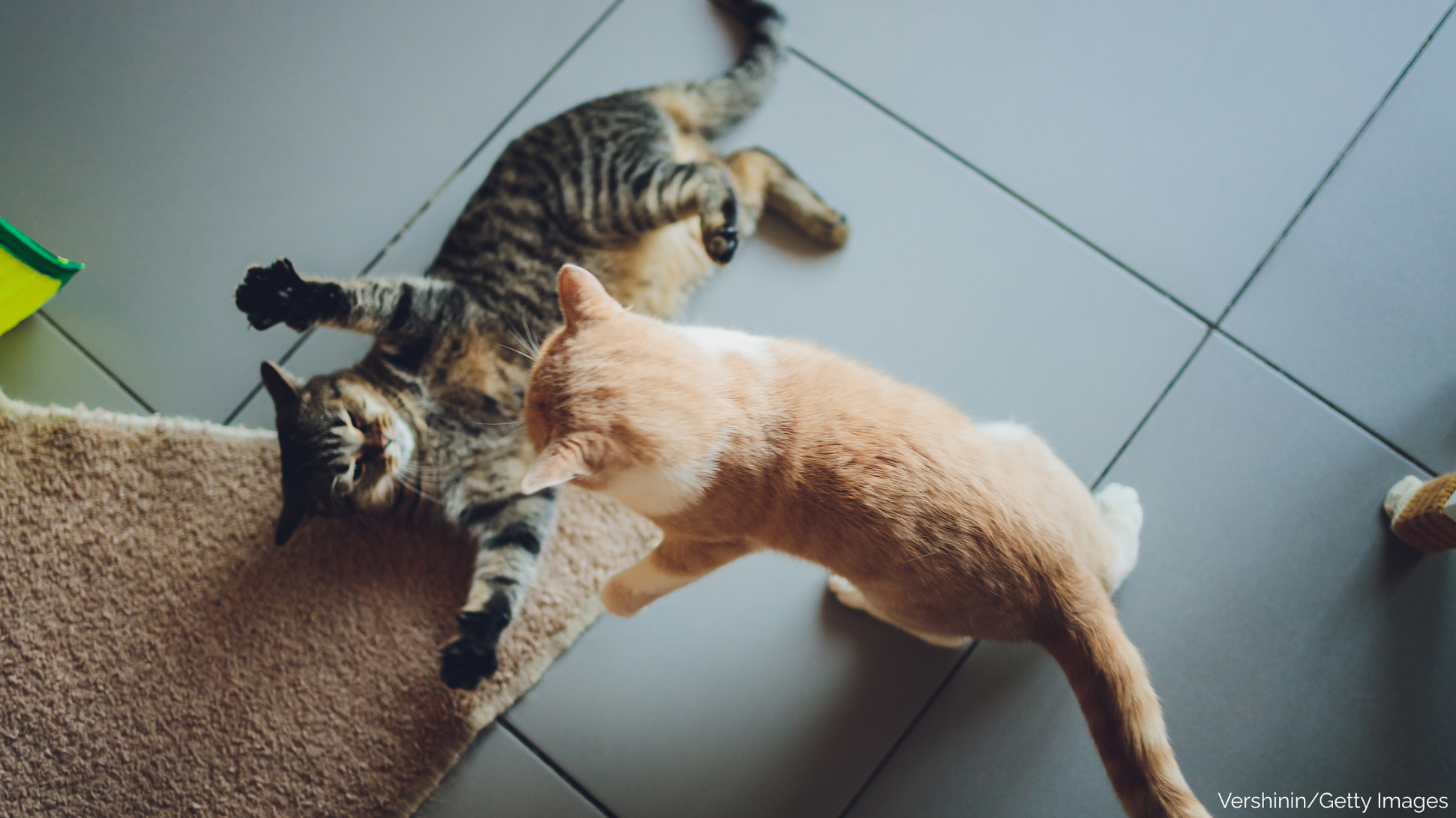 What To Do When Your Cats Are Fighting