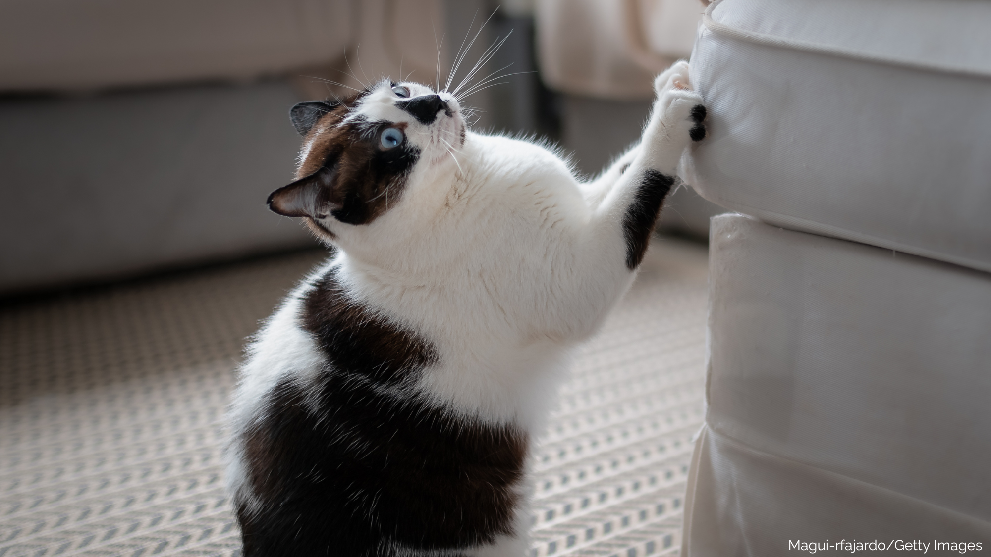When “Good Enough” Is Perfect: Managing Cat Behaviour