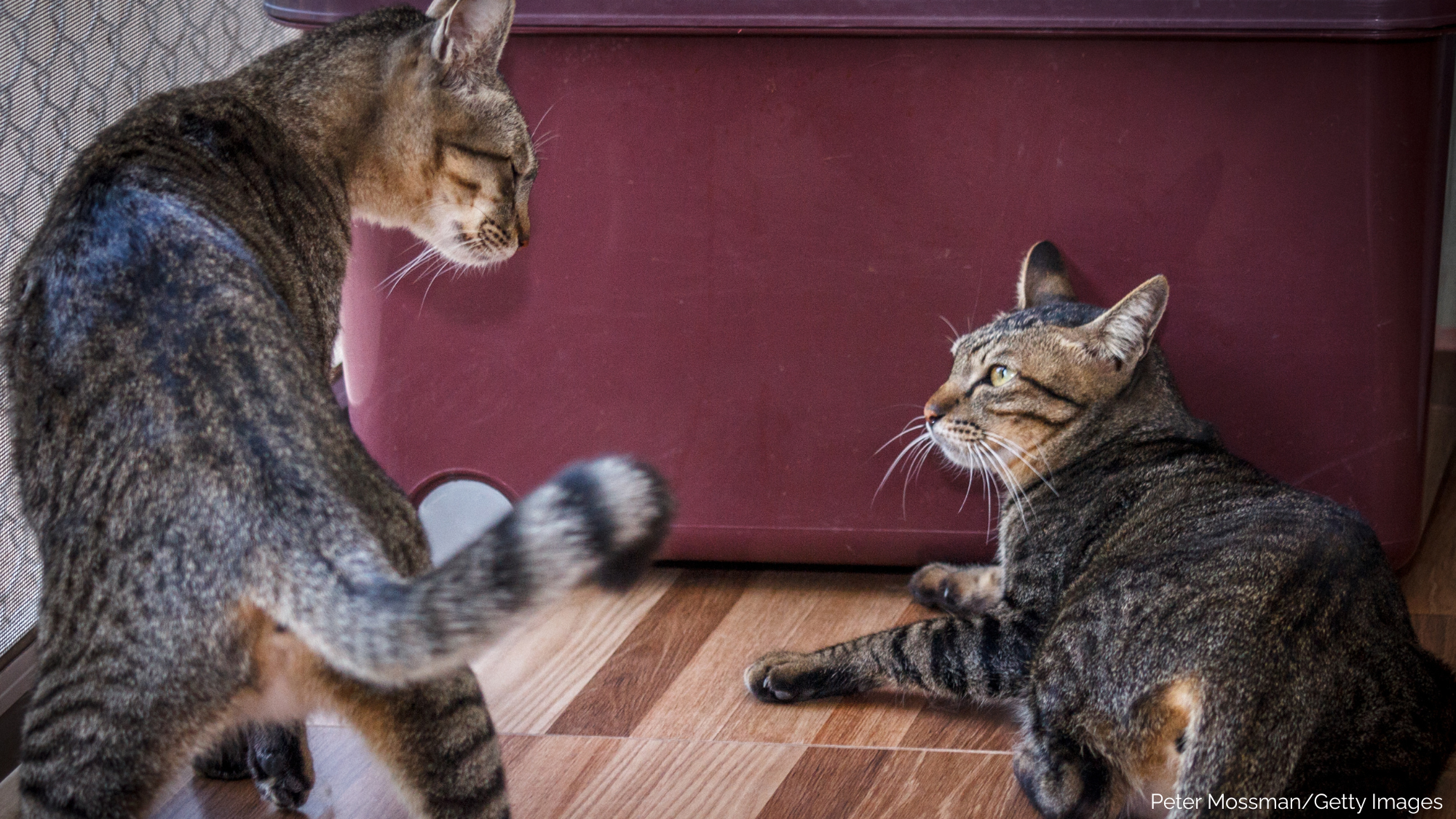 When Cats Can’t Be Friends