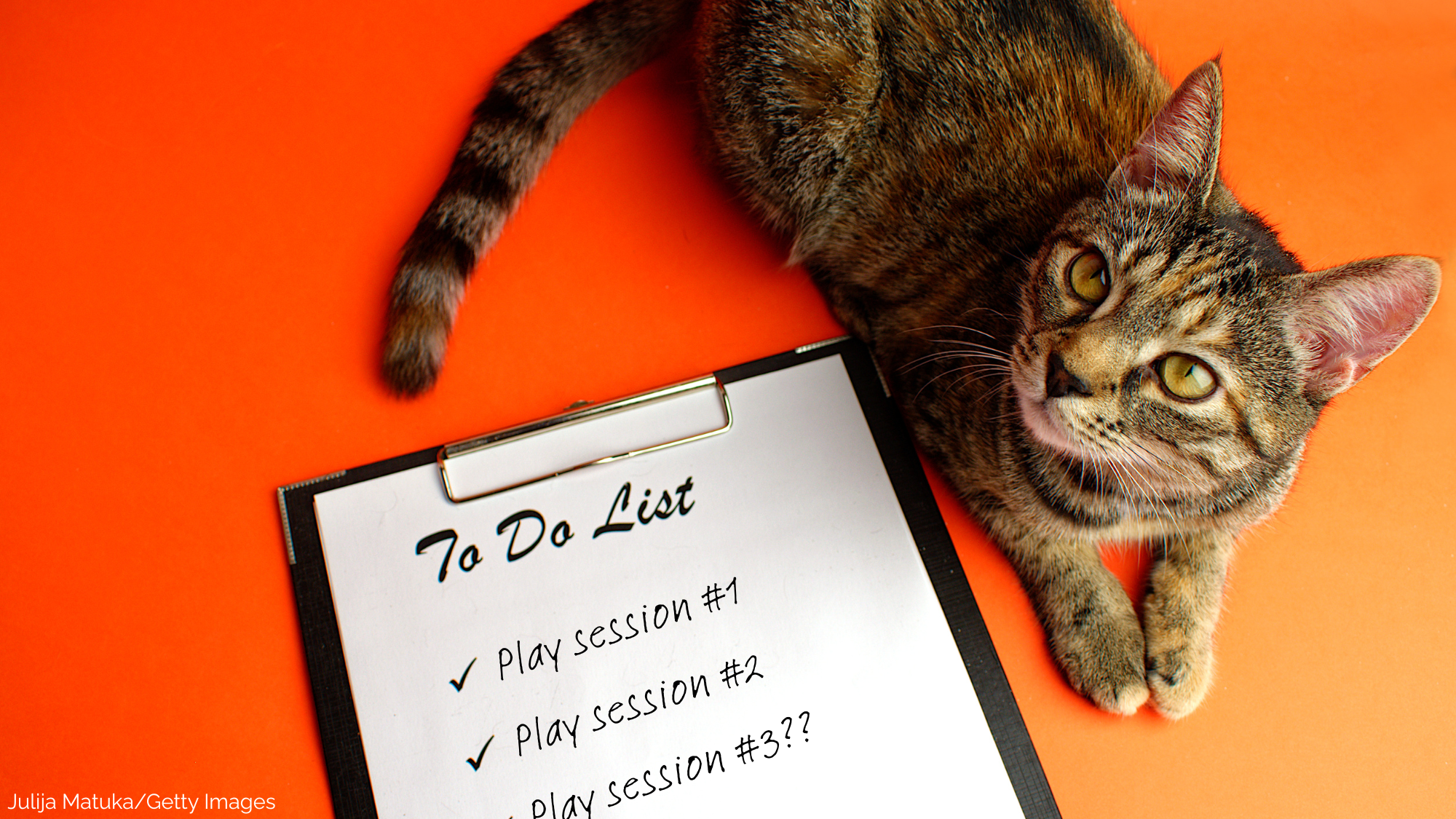 Are You Accidentally Doing Too Much for Your Cat?