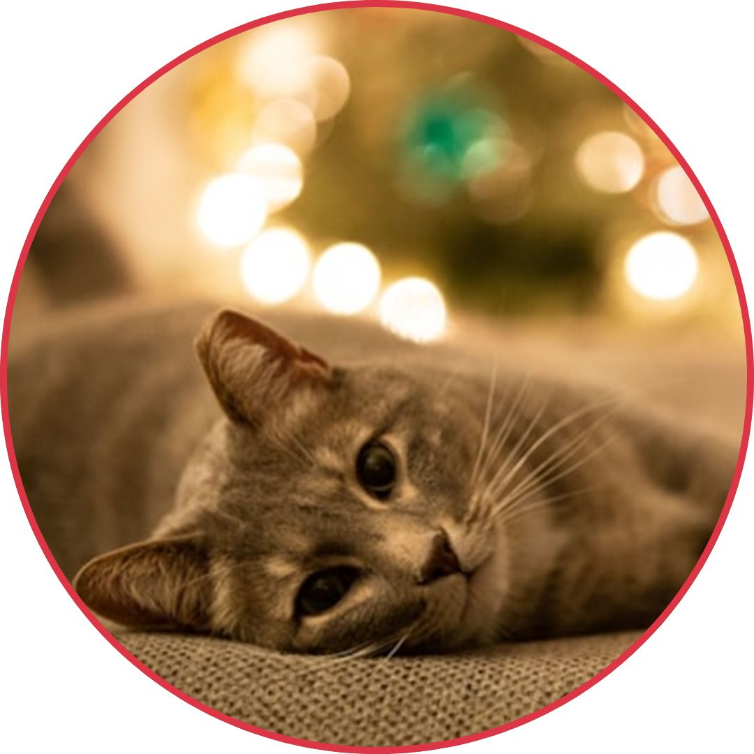 Festive Cheer Without the Fear: How to Reduce Holiday Stress for Your Cat