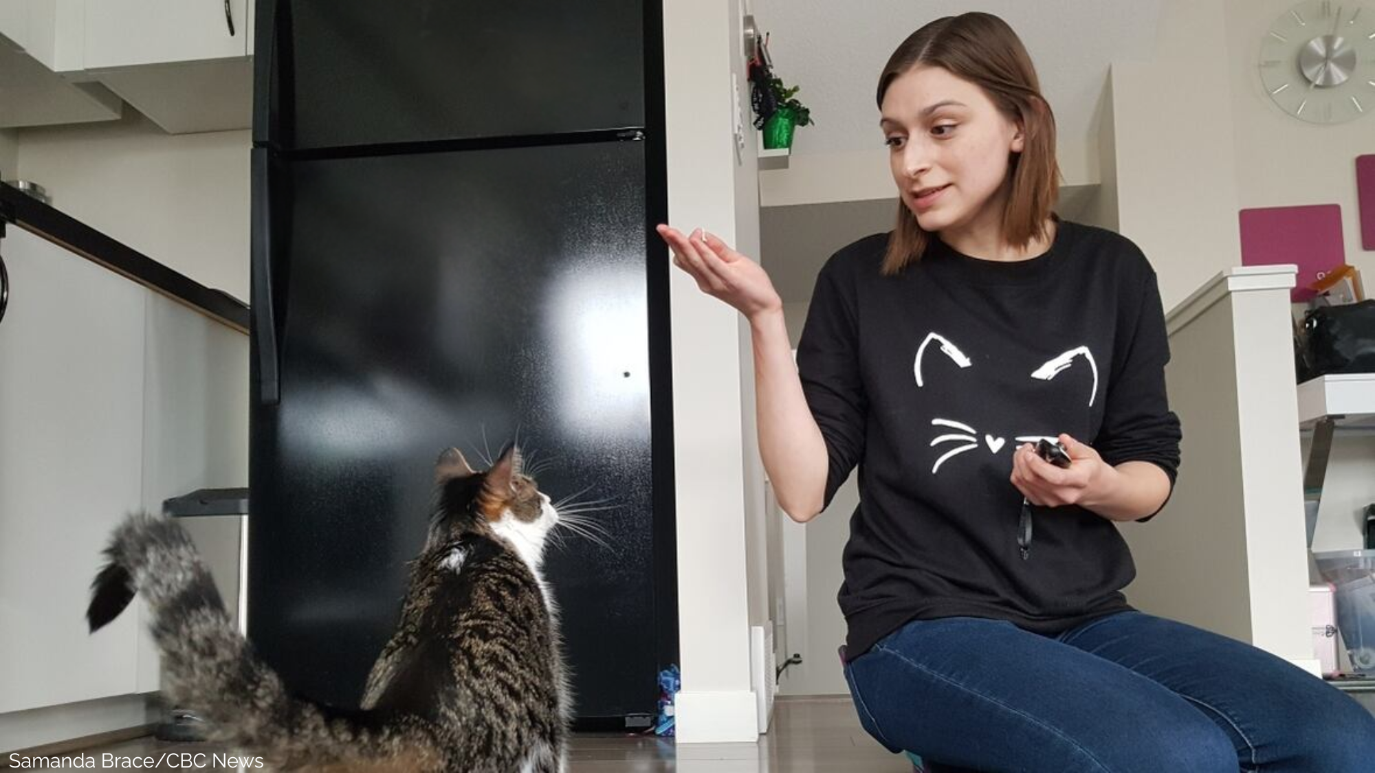 How to Find a Great Cat Trainer
