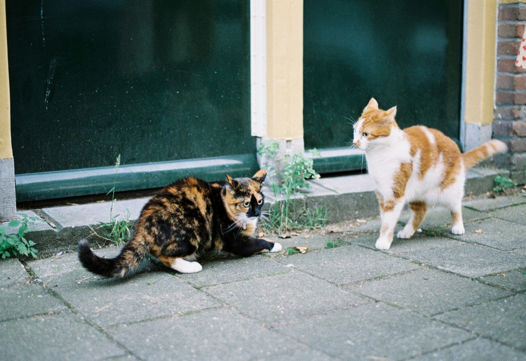¿Cómo evitar que mis gatos se peleen?
