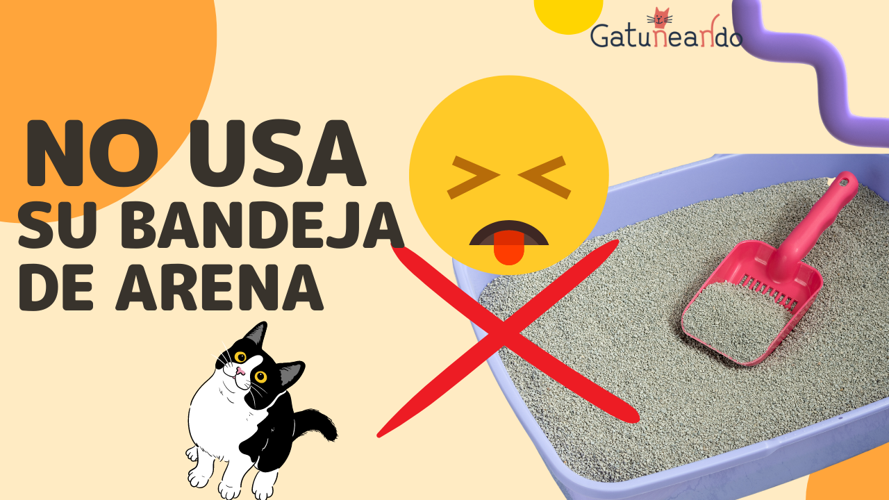¿Por qué mi gato no usa su bandeja de arena?