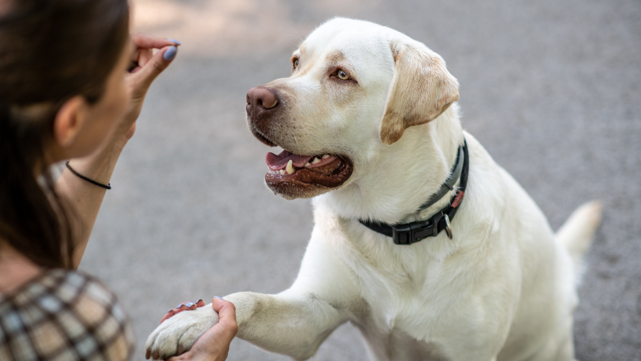 The Importance of Patience and Consistency in Training Your Rescue Dog