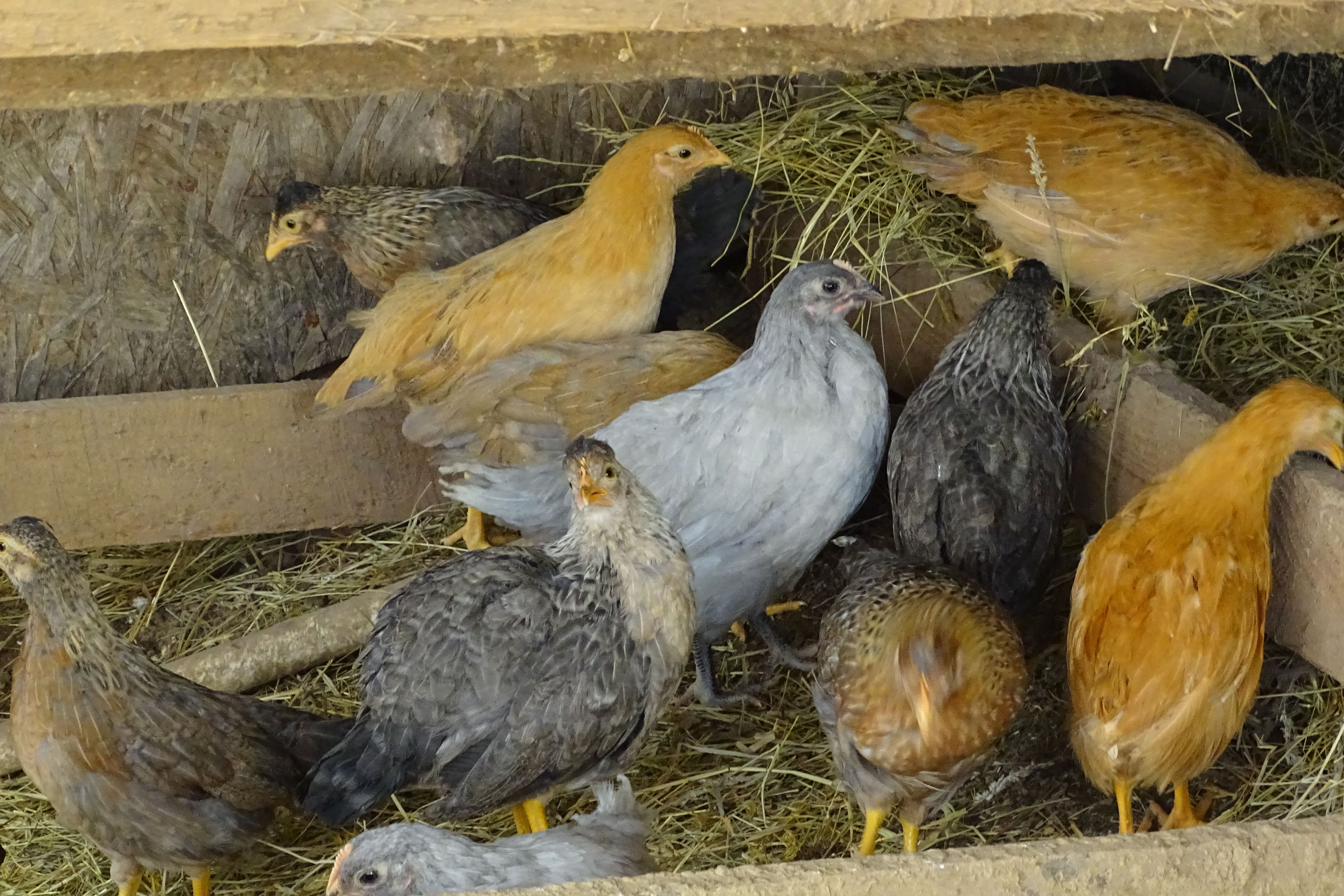 Amateur Ornithology Disguised as Phrenology