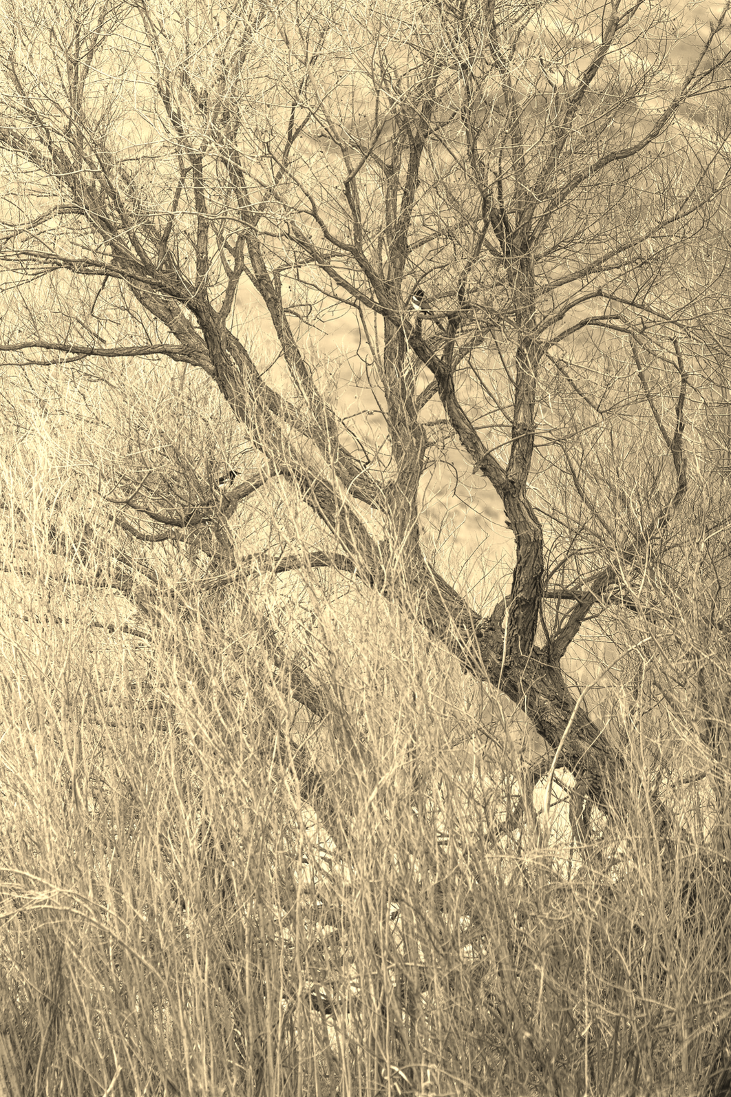 A Brief Respite From Winter