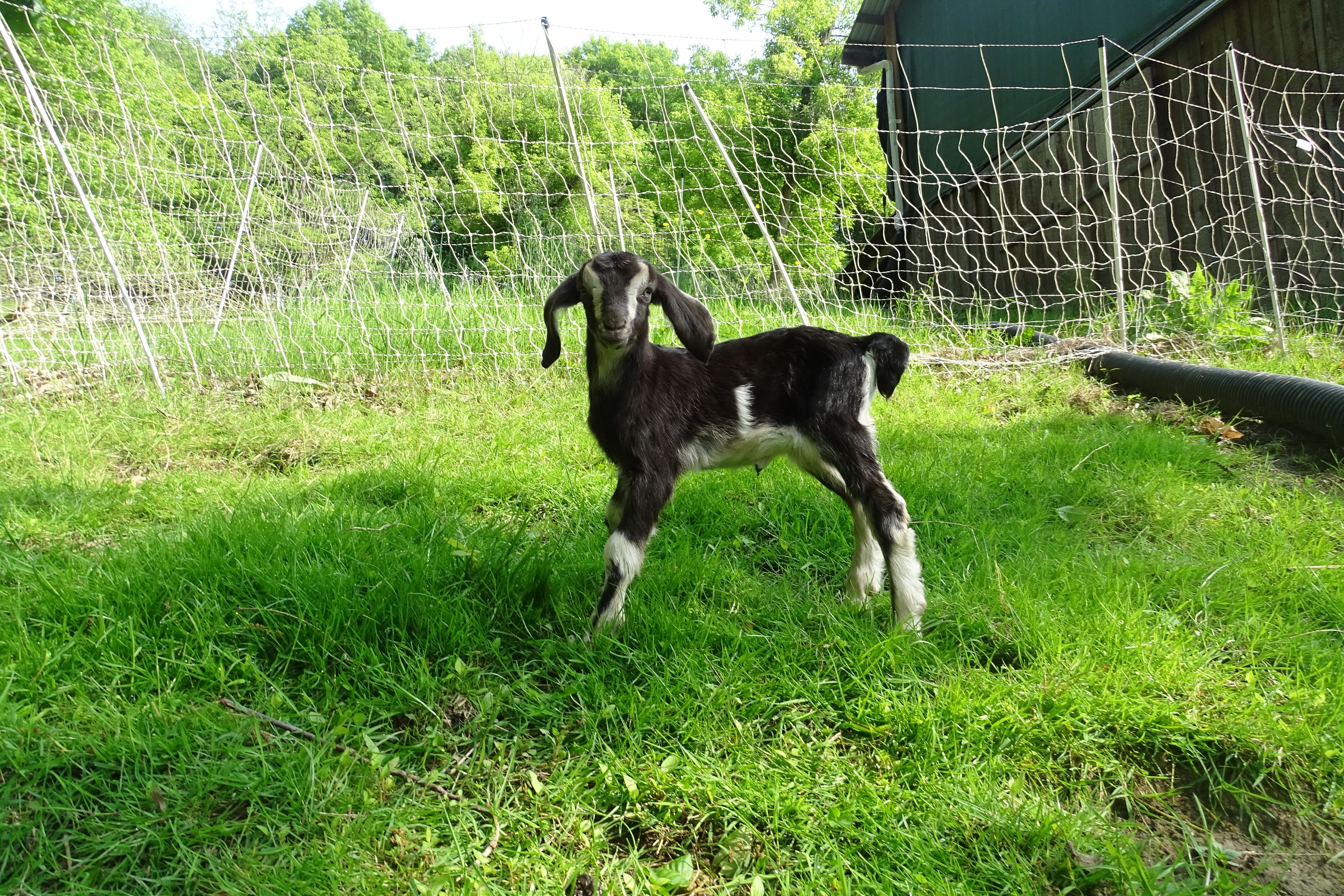 Then, if Ever Come Perfect Days