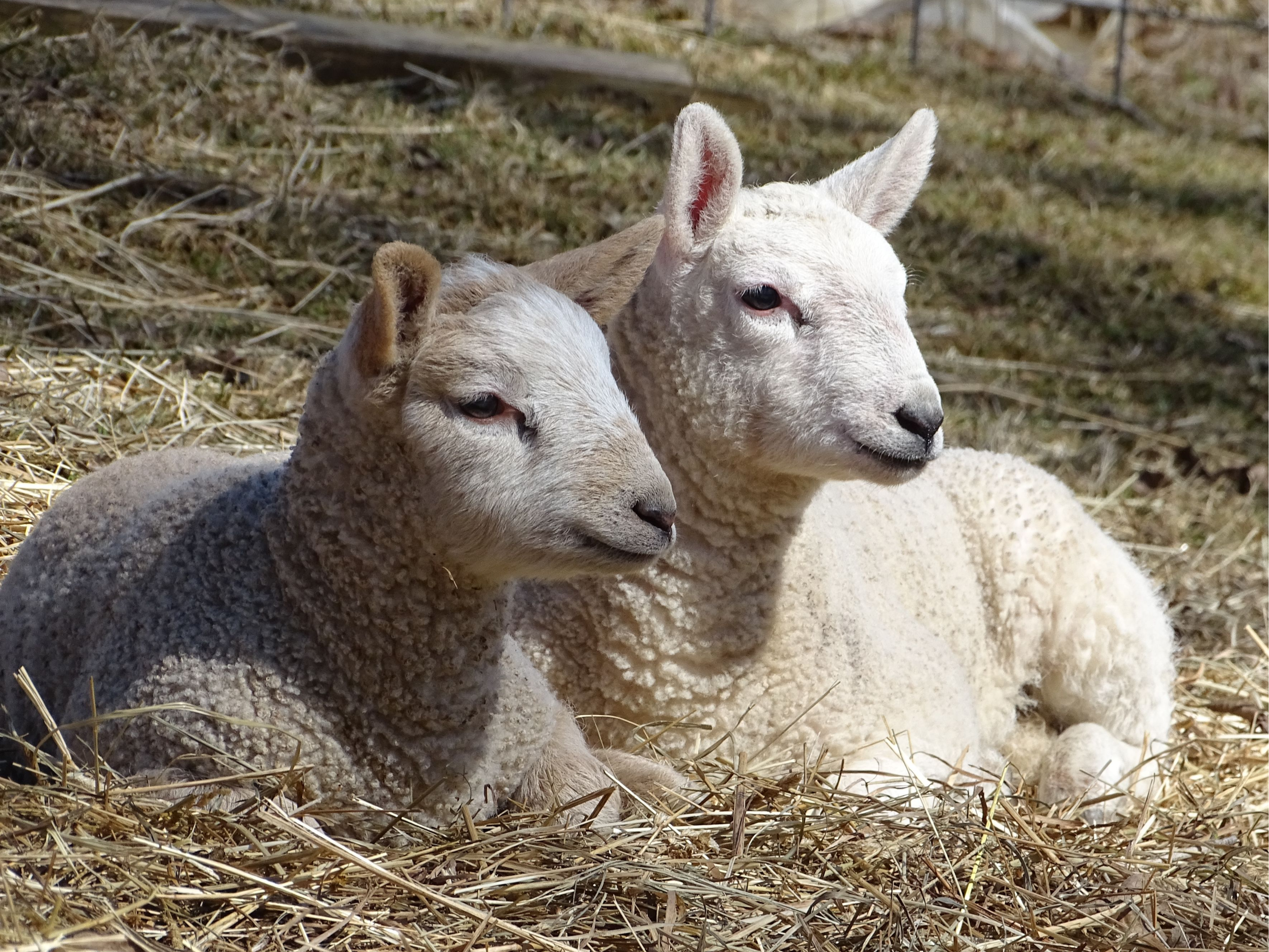 A Confession of Sorts