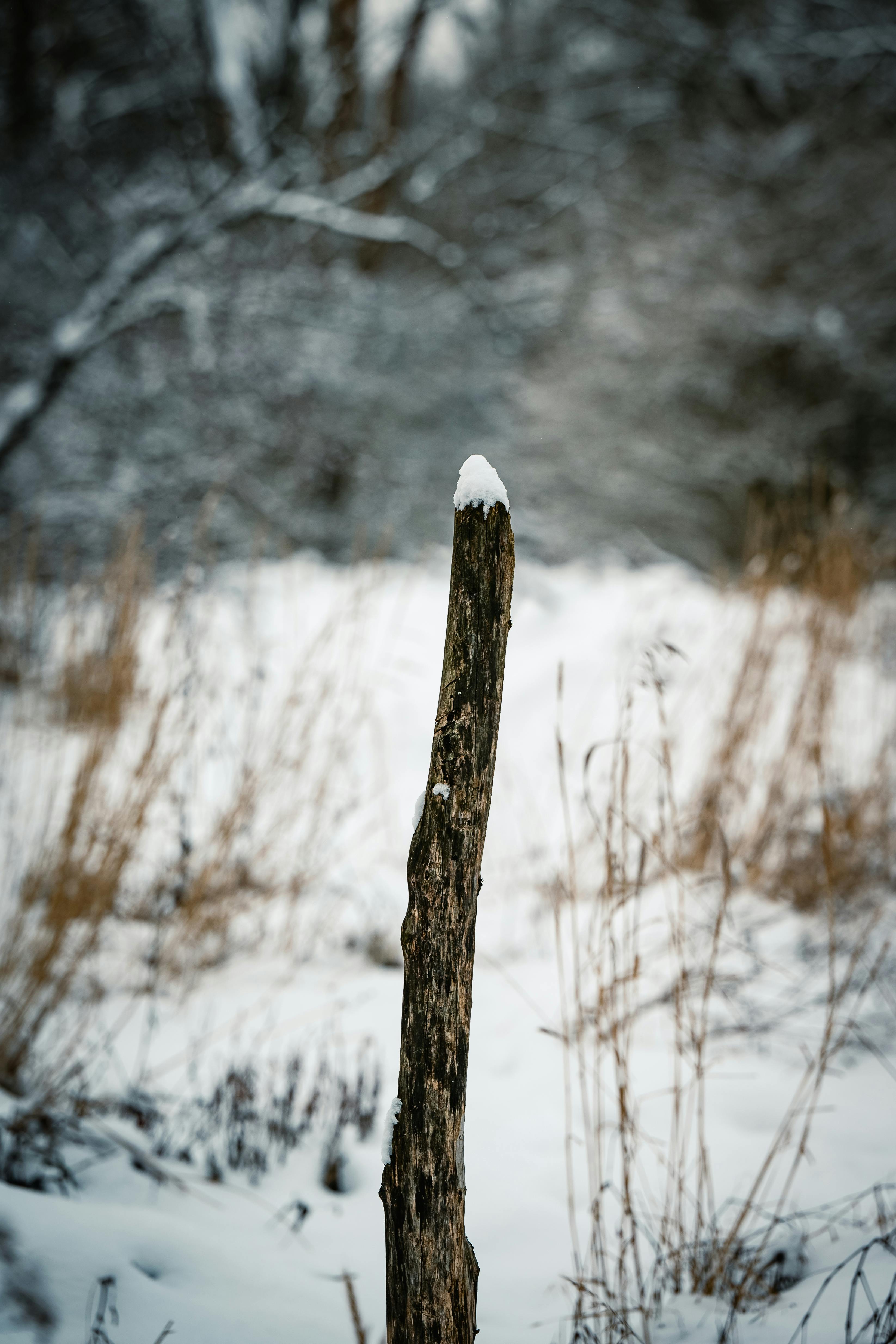 Things I Think About While Digging Holes Alone