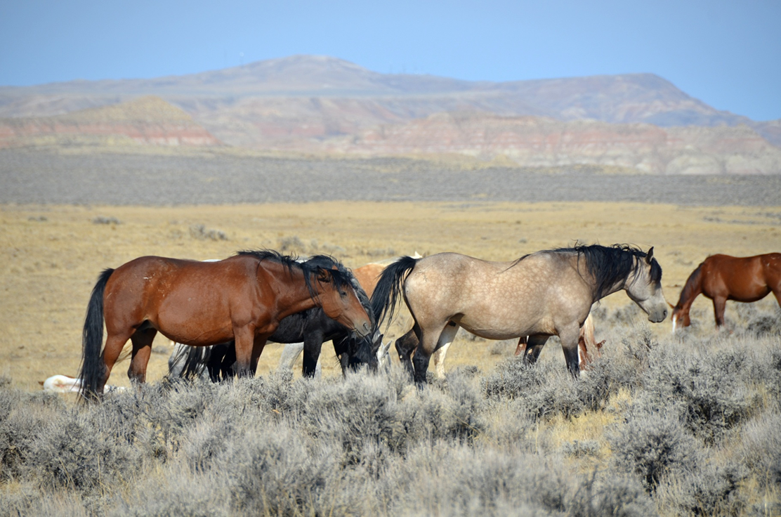 Mustangs in Wyoming