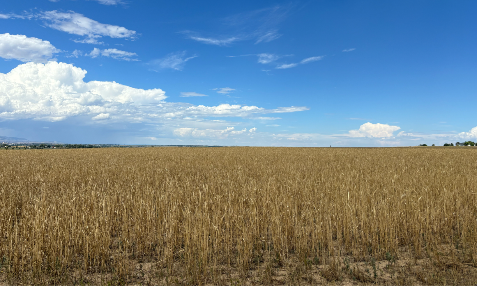 Image of a sheet field, blue sky, summer time