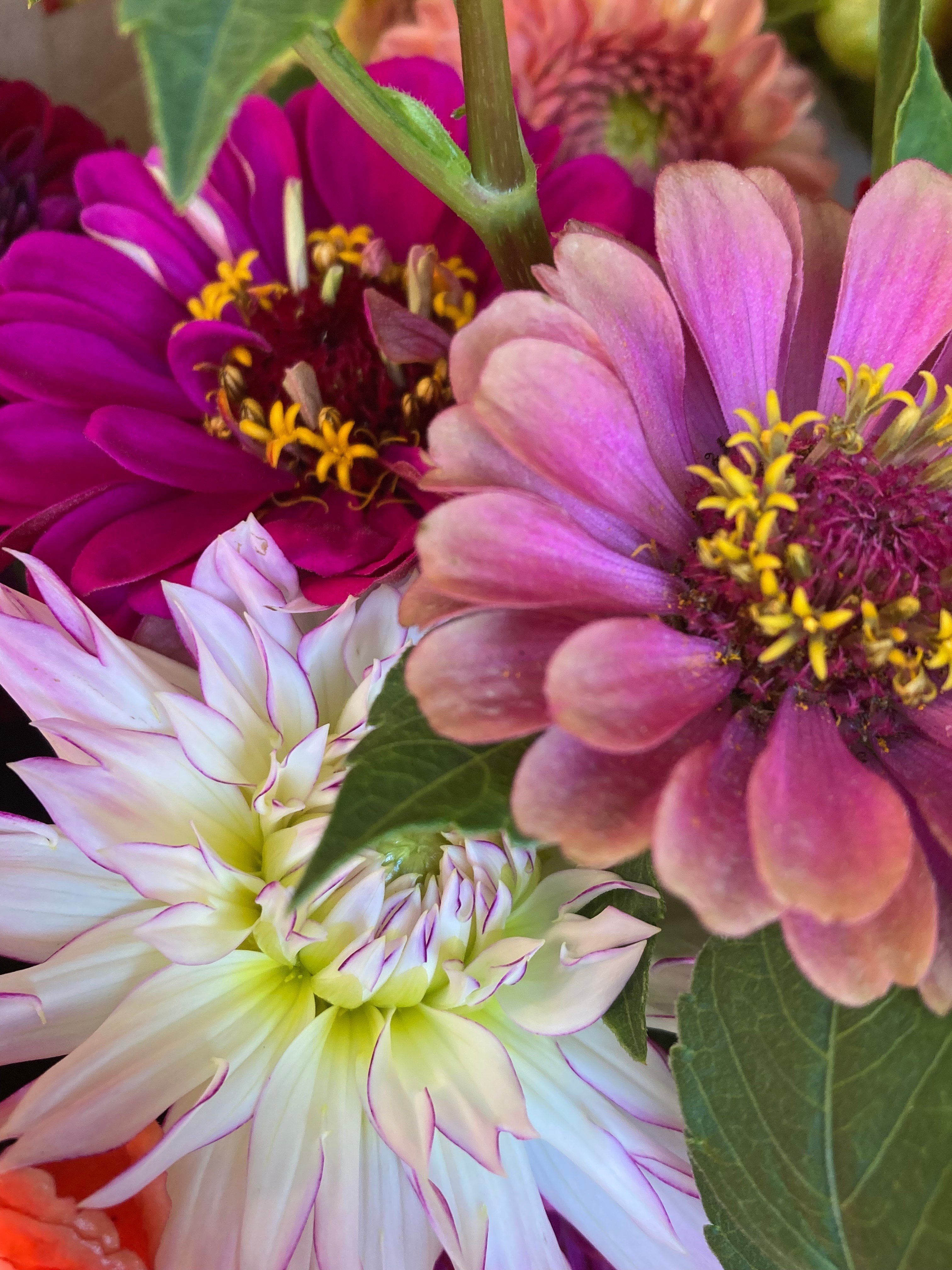 Foggy Oak Acres' Zinnias & Dahlias in bloom