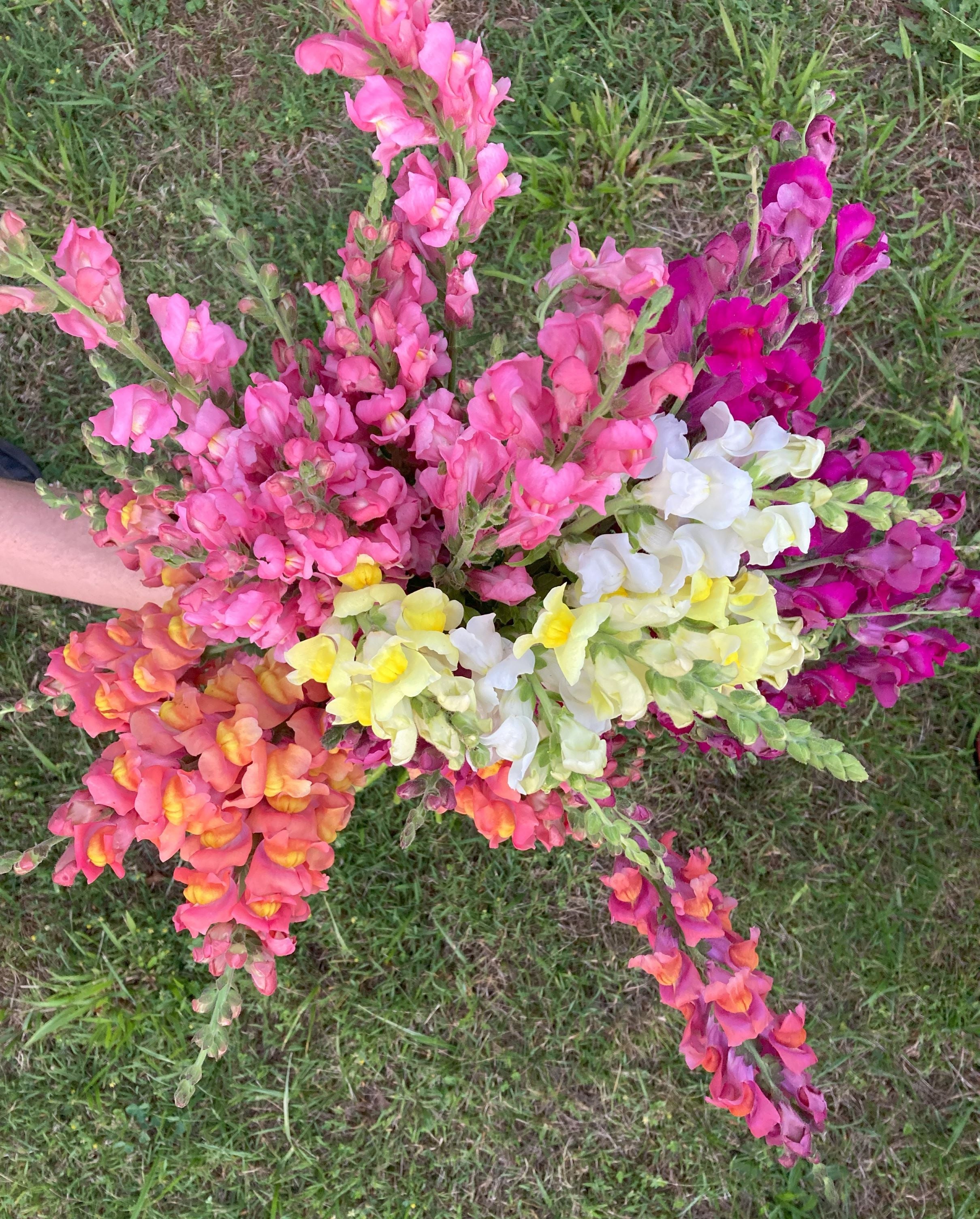 Foggy Oak Acres' Zinnias & Dahlias in bloom
