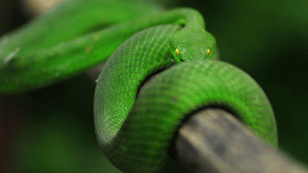 2025: Year of the Green Snake – 12 Days to Tune Into Your Inner Wisdom