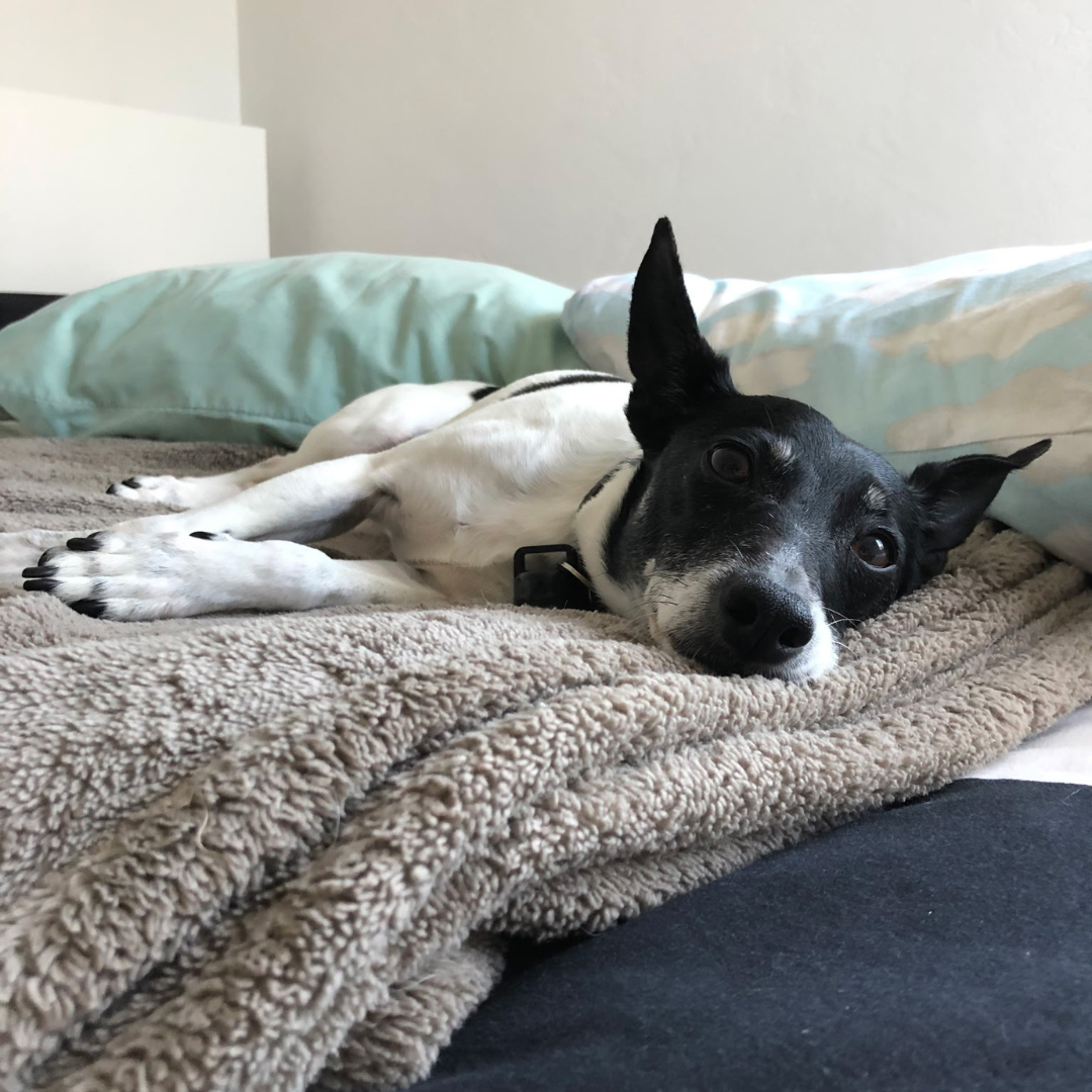 Remembering Shadow: Love, Loss, and the Grief of Saying Goodbye to a Pet