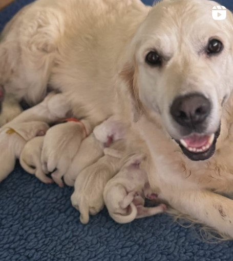 evie litter with her new puppies screenshot from the puppy reel post on instagram