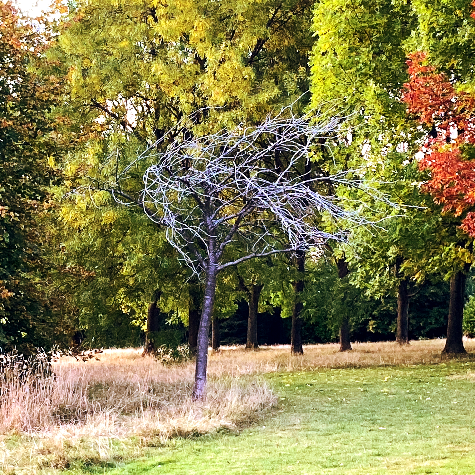 a small tree with bare white branches surrounded by big healthy looking green and red trees