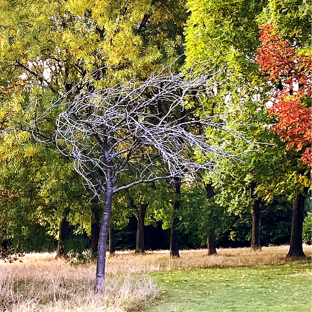 a small tree with bare white branches surrounded by big healthy looking green and red trees