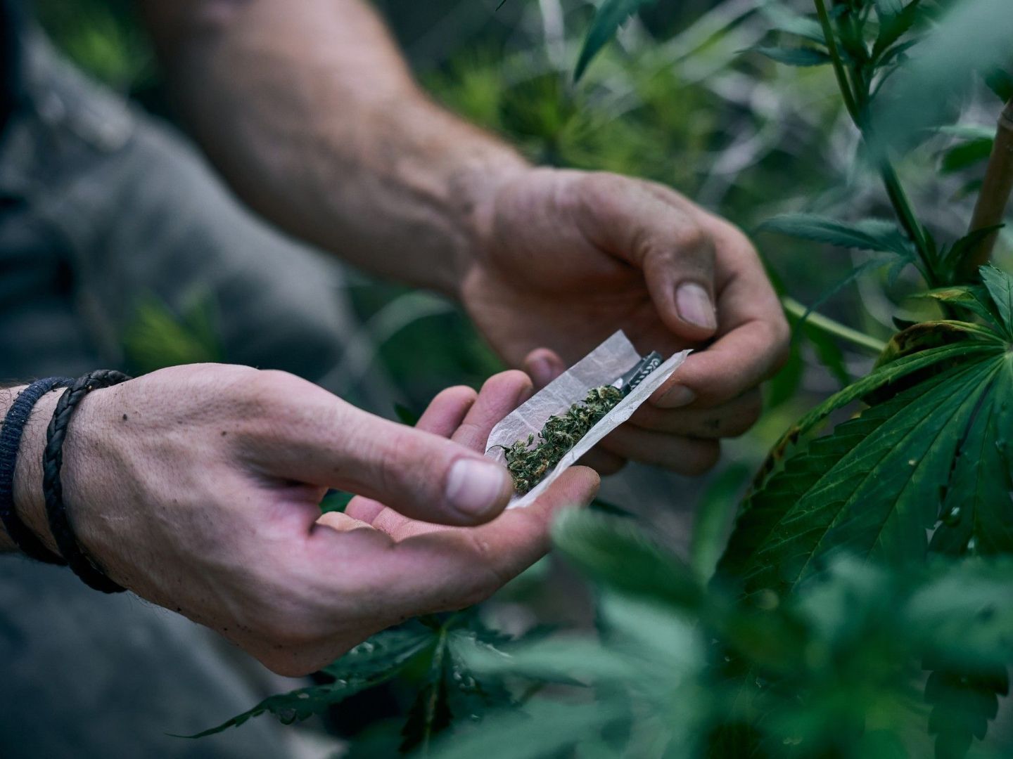 Co się dzieje po zapaleniu marihuany?