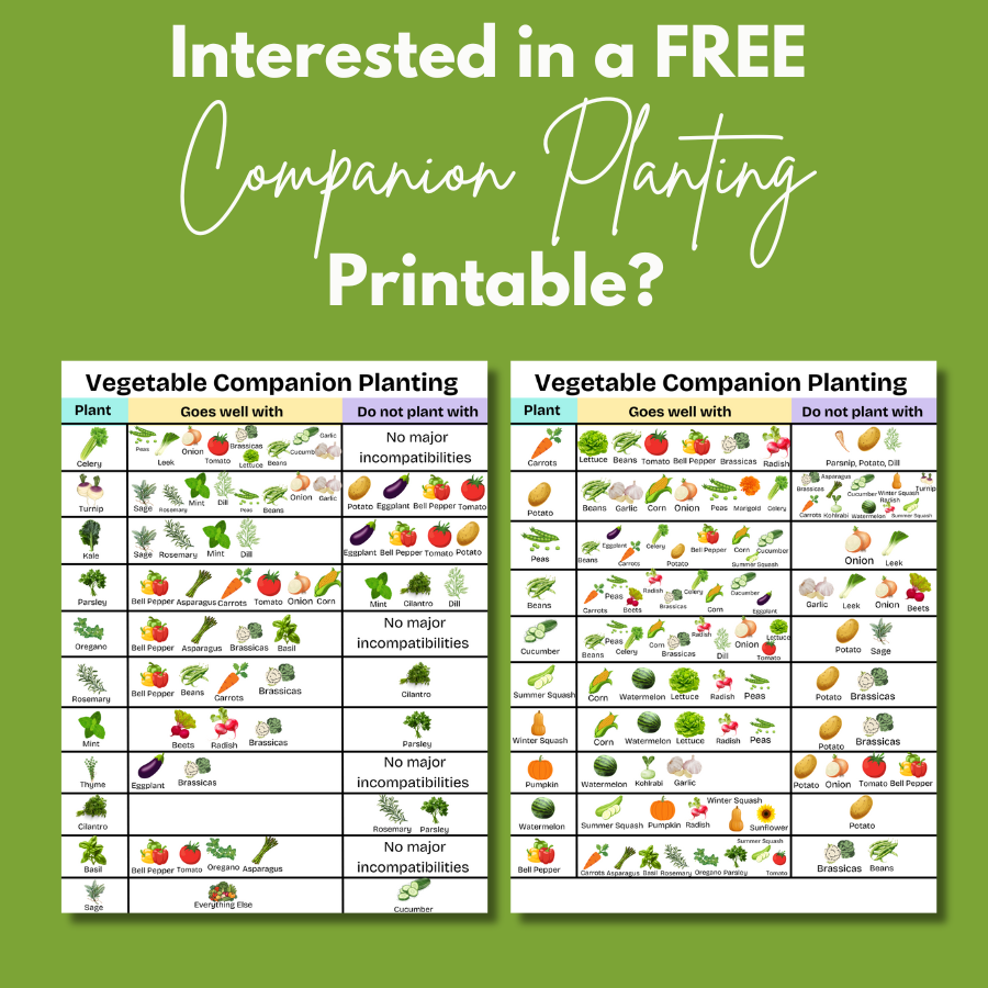 the-ultimate-guide-to-companion-planting-calm-active-homestead for Free Printable Printable Companion Planting Chart The Ultimate Guide to Companion Planting - Calm Active Homestead for Free Printable Printable Companion Planting Chart