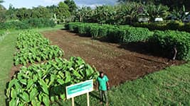 An aerial view of some of the taro demonstration plots at Tagabe, Efate