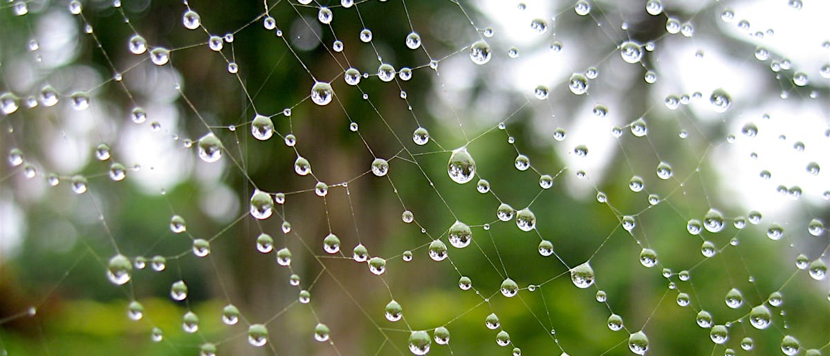 Photo of raindrops on a spider web with blurred trees in the background