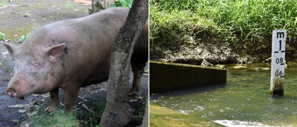 Two images side by side. The image on the left shows a pig. The image on the right shows a river level gauge in a river